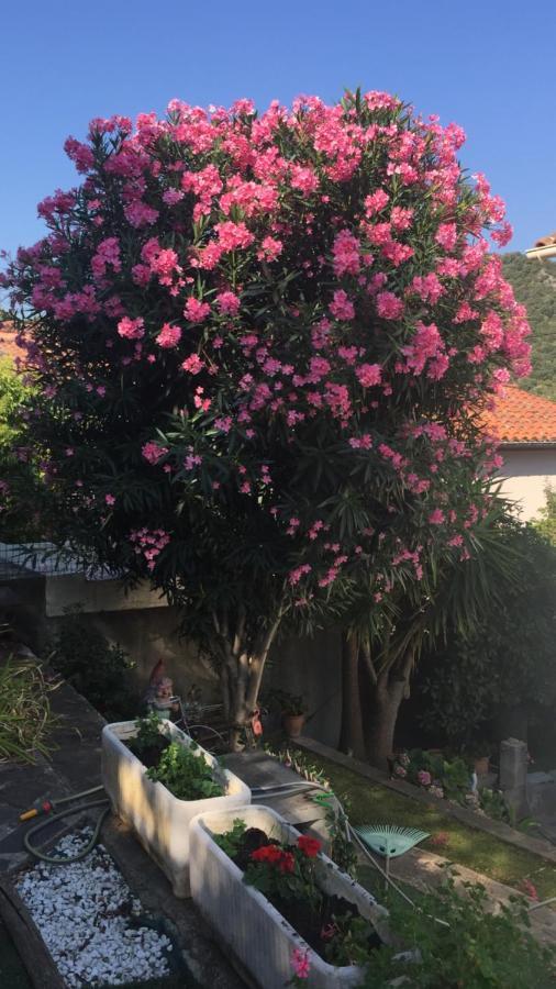 Beautiful Apartment With Garden Amélie-les-Bains-Palalda Zewnętrze zdjęcie